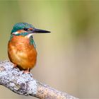 Juveniler Eisvogel