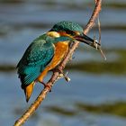 juveniler Eisvogel mit Fisch