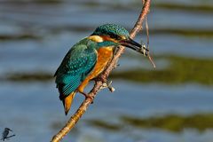 juveniler Eisvogel mit Fisch