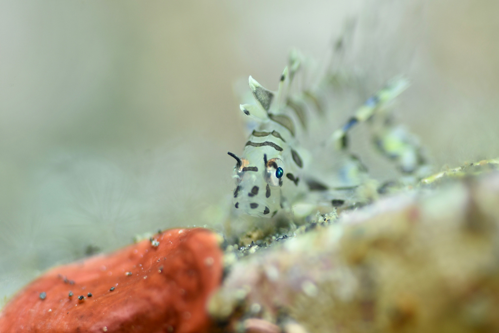 Juveniler Feuerfisch