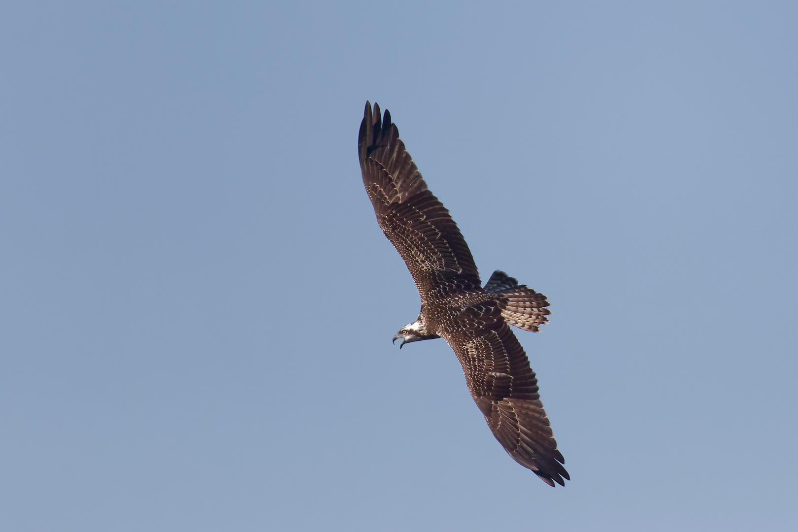 Juveniler Fischadler 