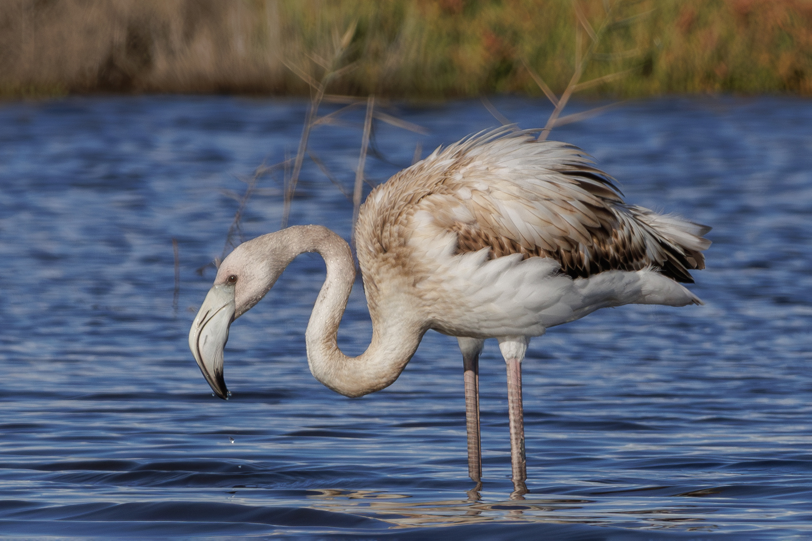 Juveniler Flamingo mit mallorquinischen Pass