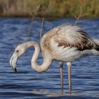 Juveniler Flamingo mit mallorquinischen Pass