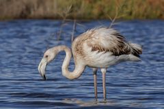 Juveniler Flamingo mit mallorquinischen Pass