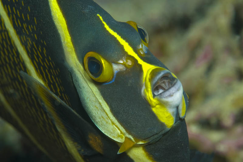 Juveniler Franzosenkaiser