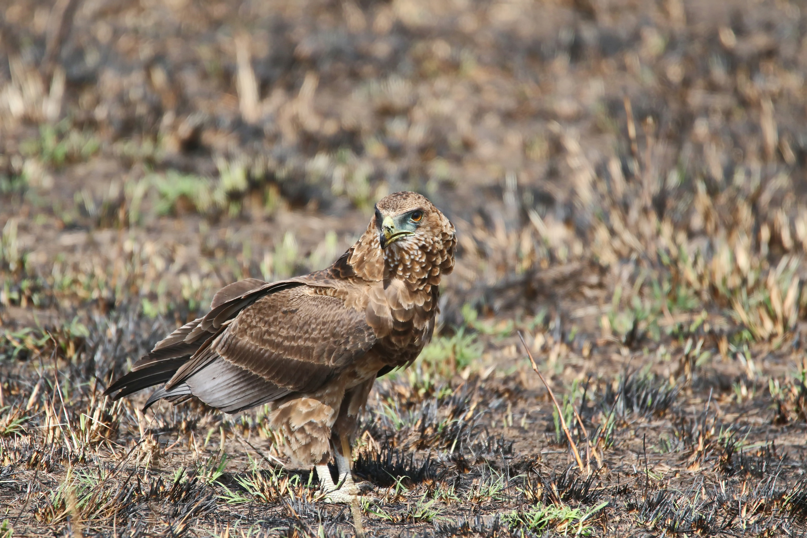  juveniler Gaukler (Terathopius ecaudatus)