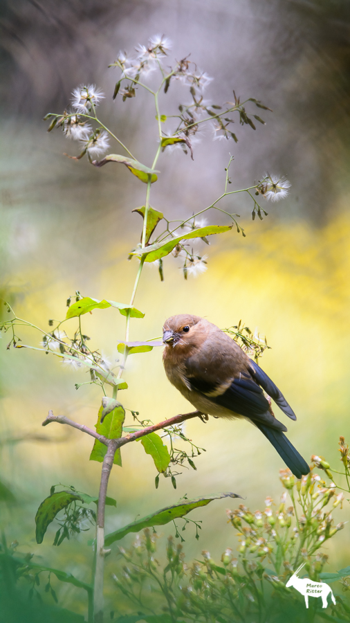 Juveniler Gimpel