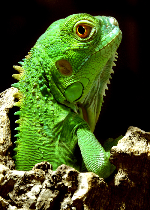 Juveniler Grüner Leguan