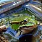 Juveniler Grünfrosch