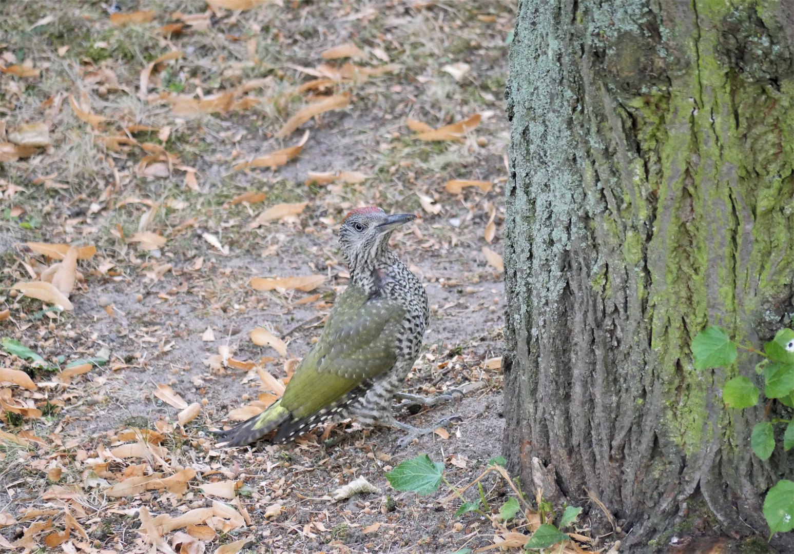 juveniler Grünspecht