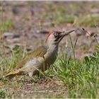 Juveniler Grünspecht