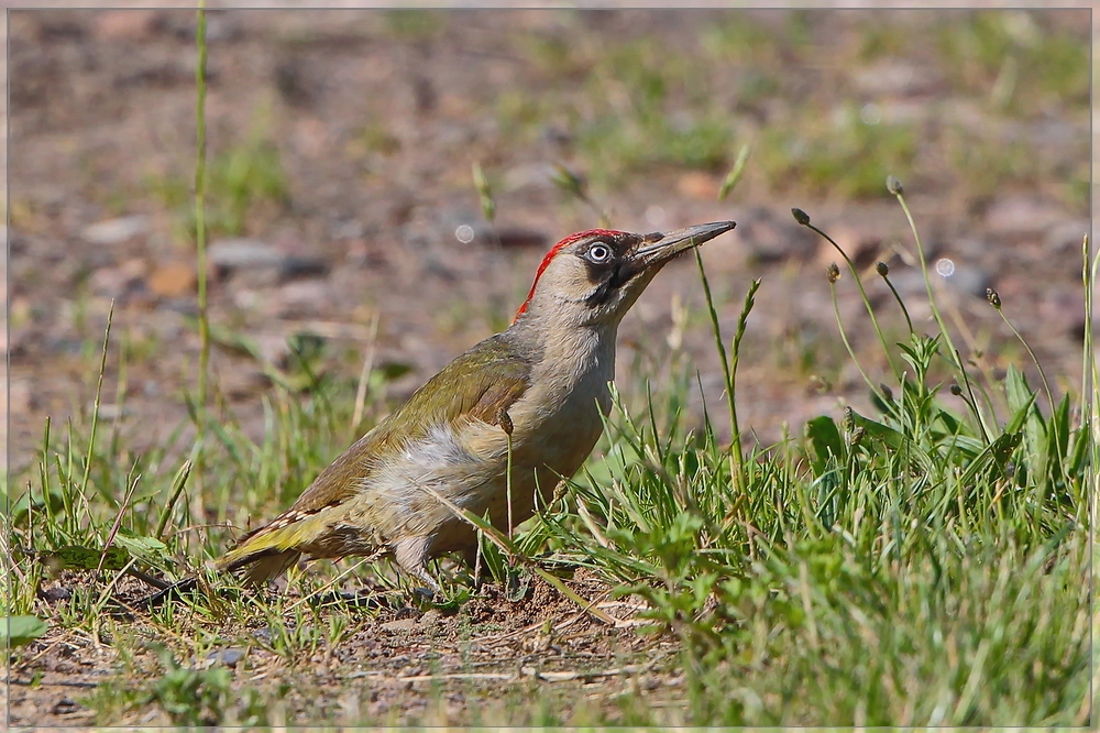 Juveniler Grünspecht