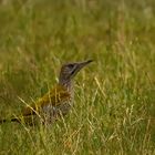 juveniler Grünspecht im Gras ...