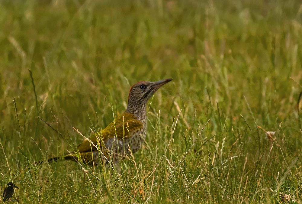 juveniler Grünspecht im Gras ...