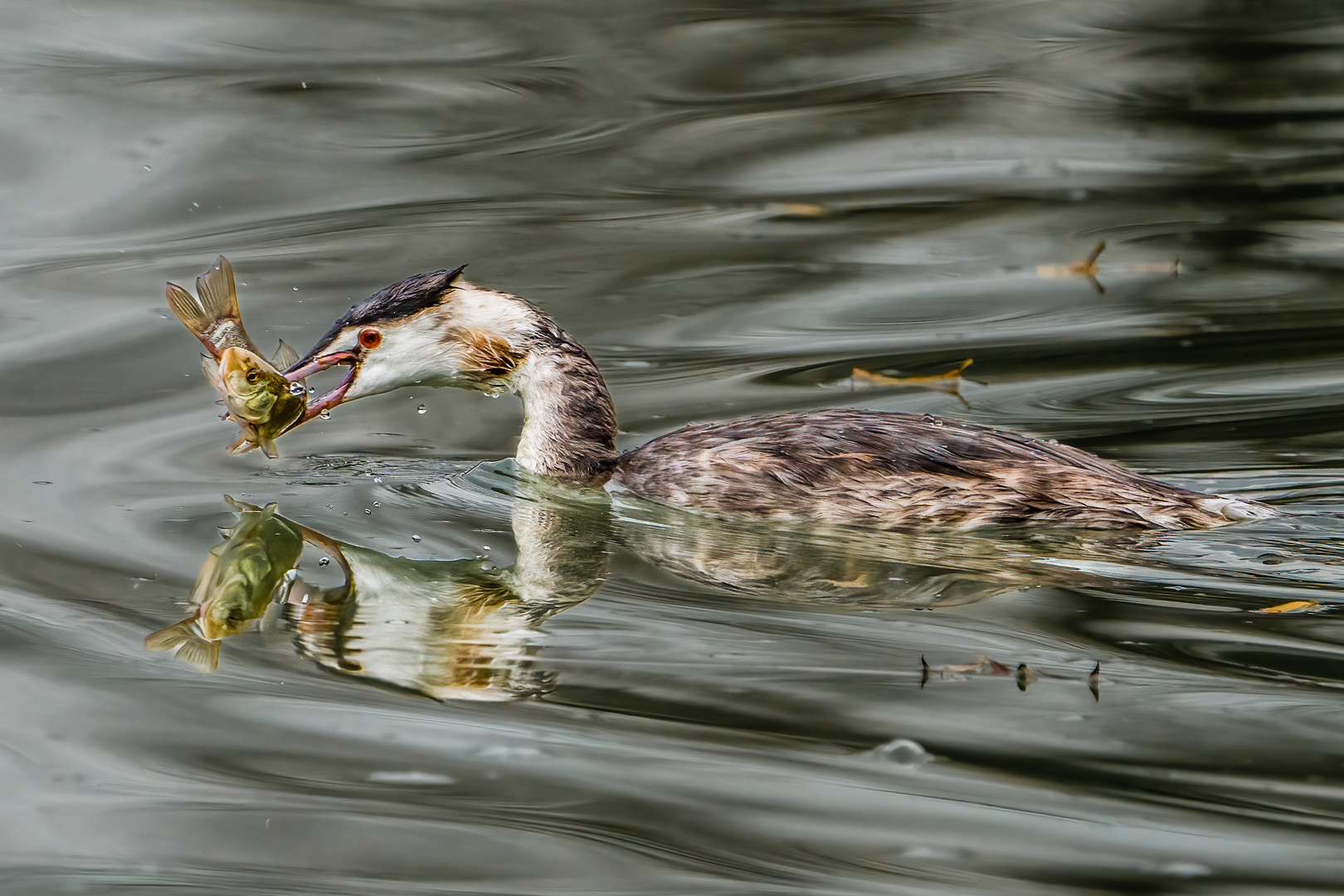 Juveniler Haubentaucher