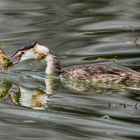 Juveniler Haubentaucher