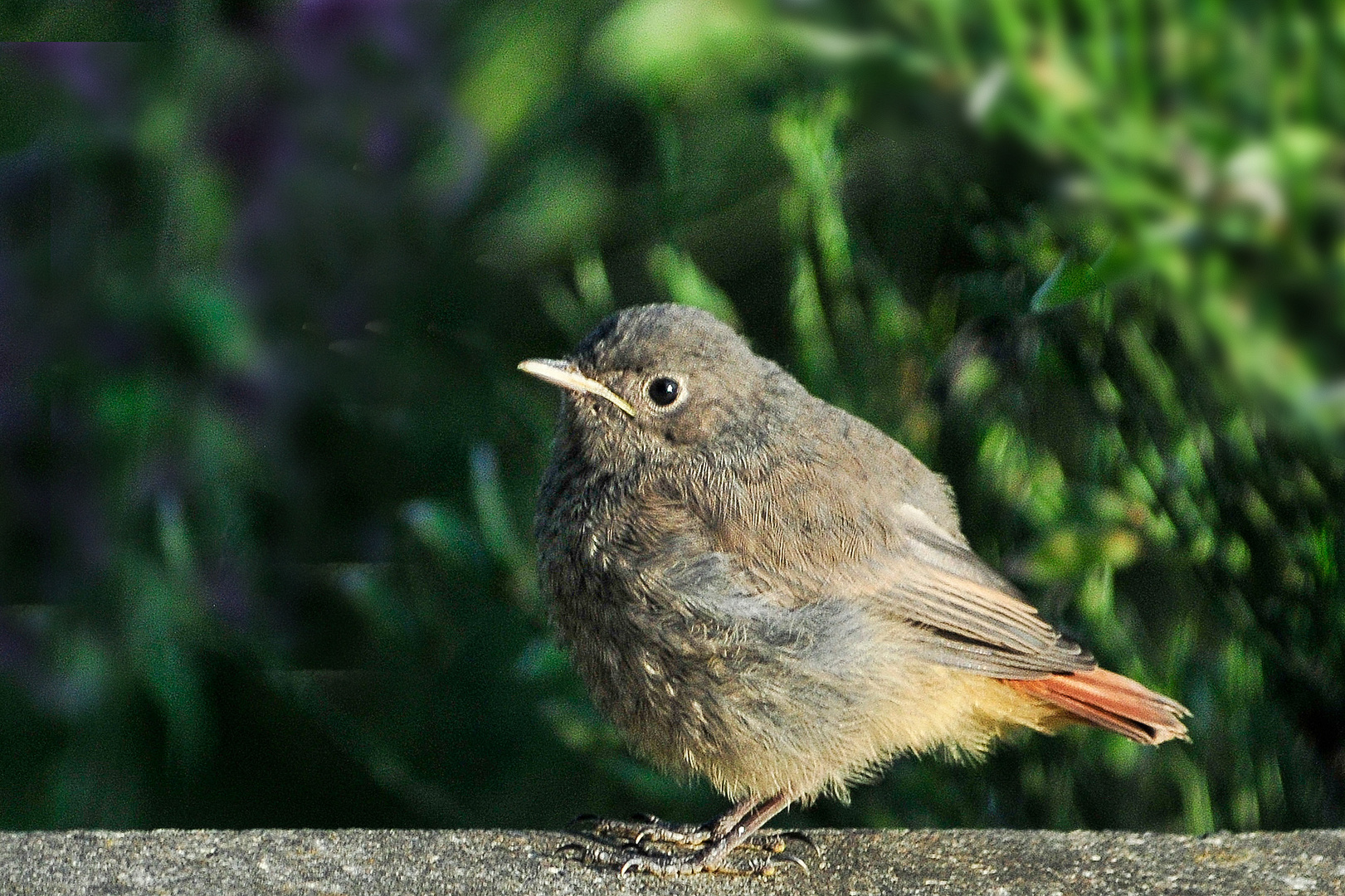 Juveniler Hausrotschwanz