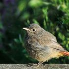 Juveniler Hausrotschwanz