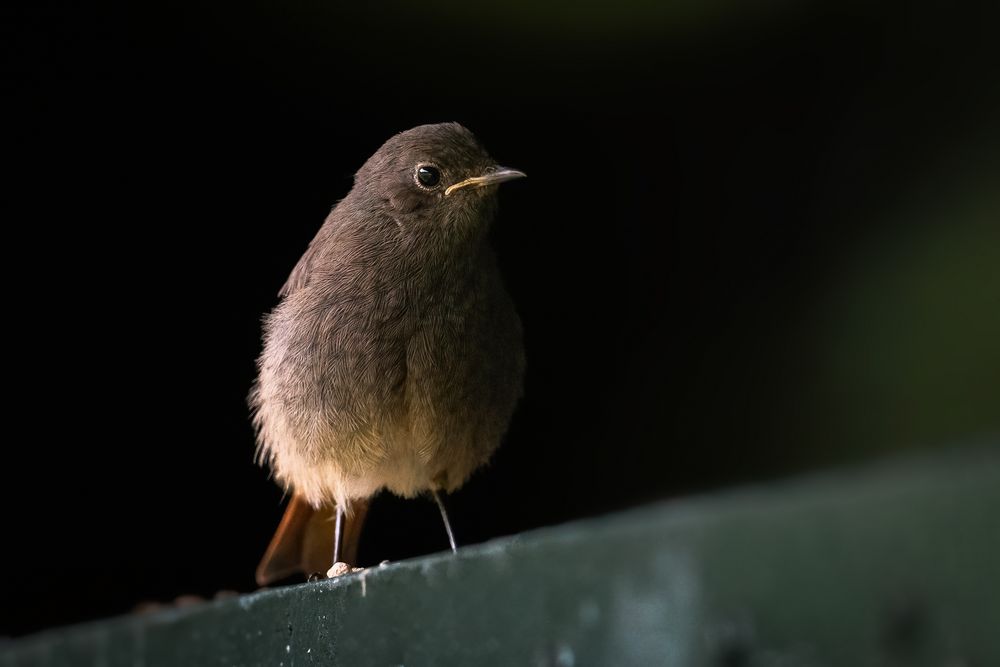 juveniler Hausrotschwanz