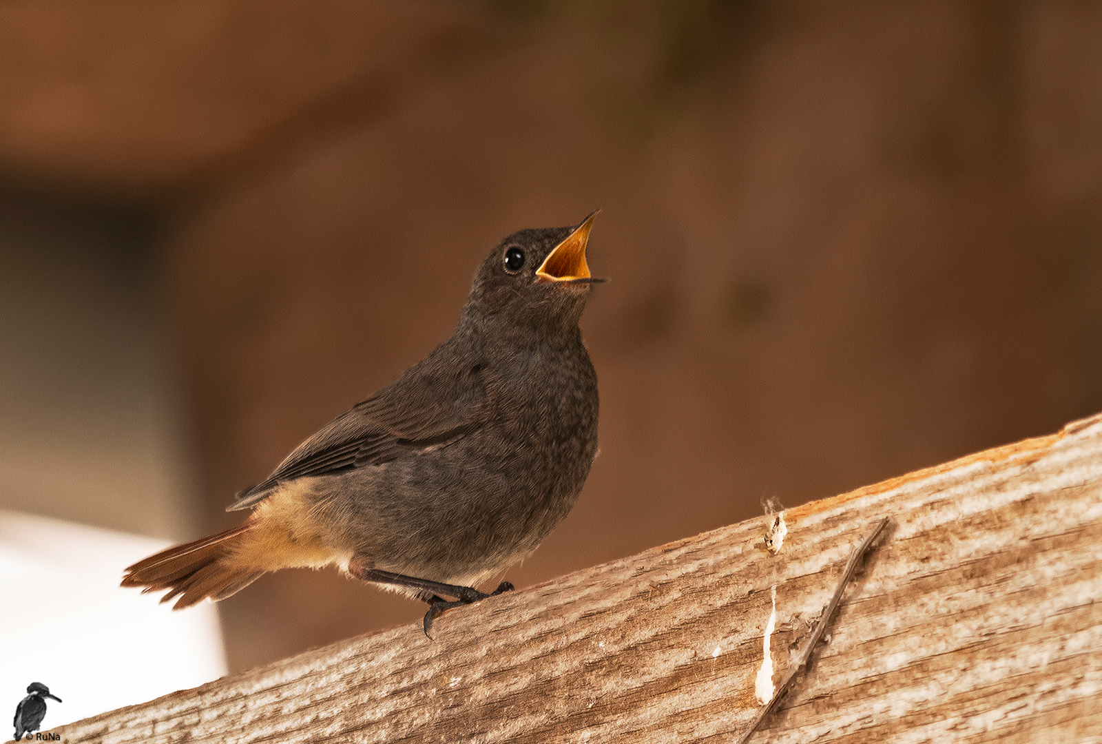 juveniler Hausrotschwanz - Phoenicurus ochruros