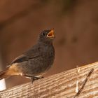 juveniler Hausrotschwanz - Phoenicurus ochruros