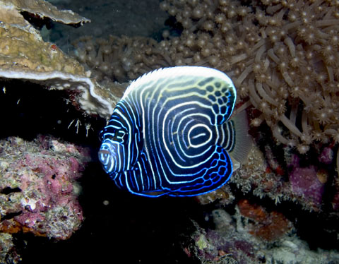 juveniler Imperator Kaiserfisch