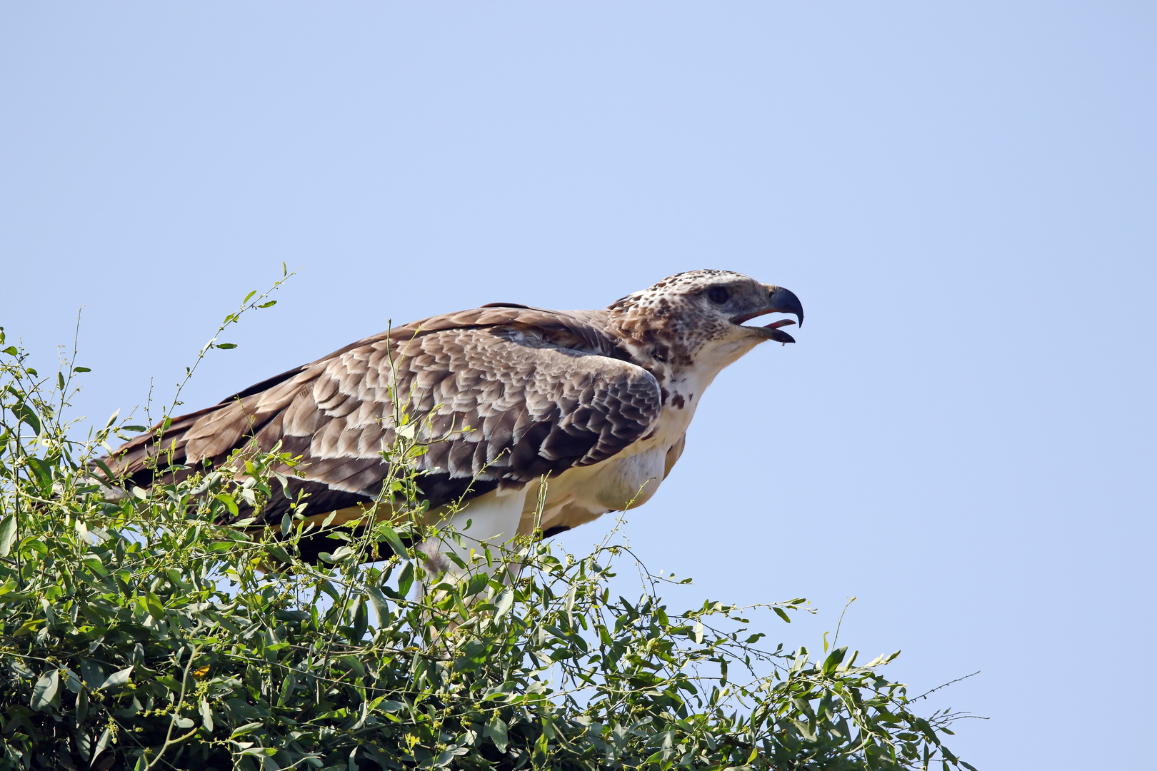 juveniler Kampfadler