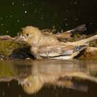 Juveniler Kernbeisser geniesst ein Bad