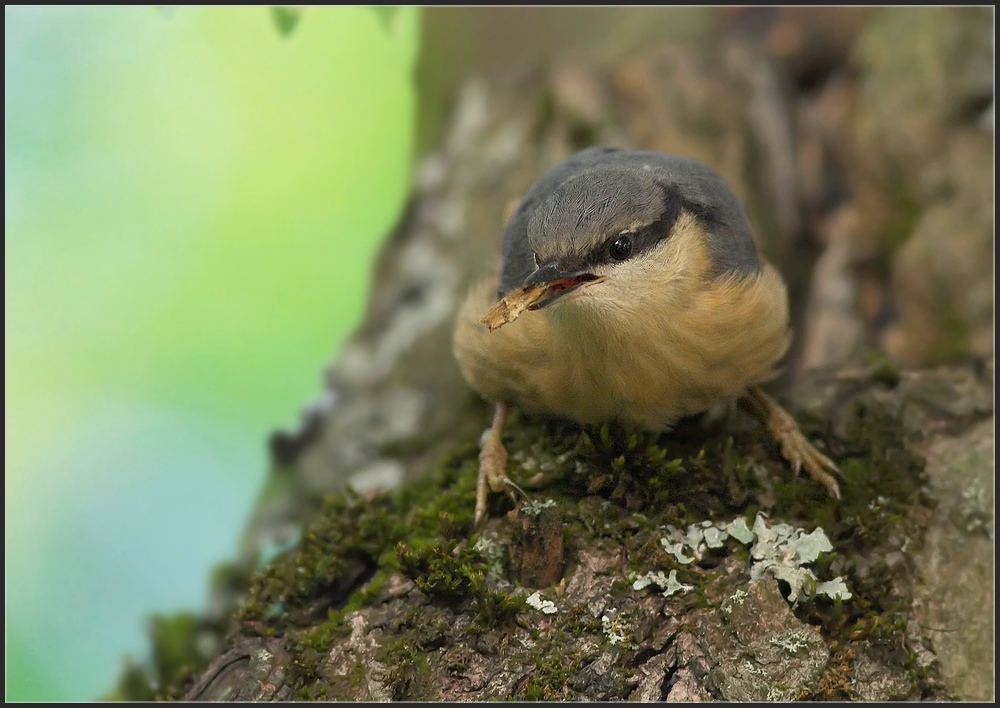 Juveniler Kleiber