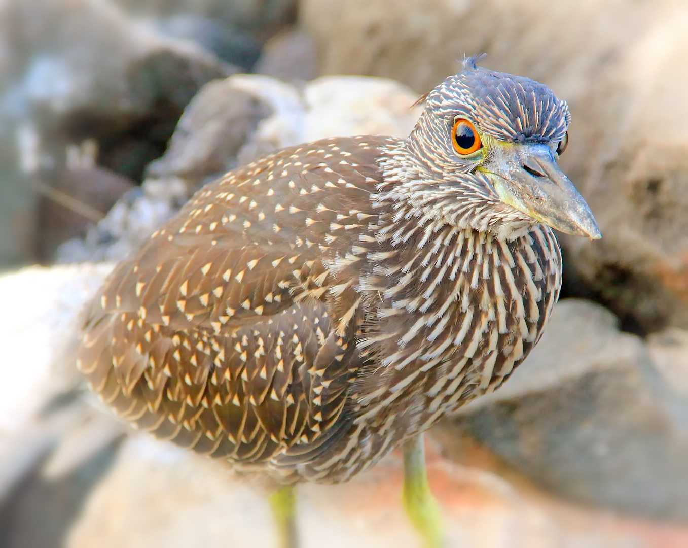 Juveniler Krabbenreiher