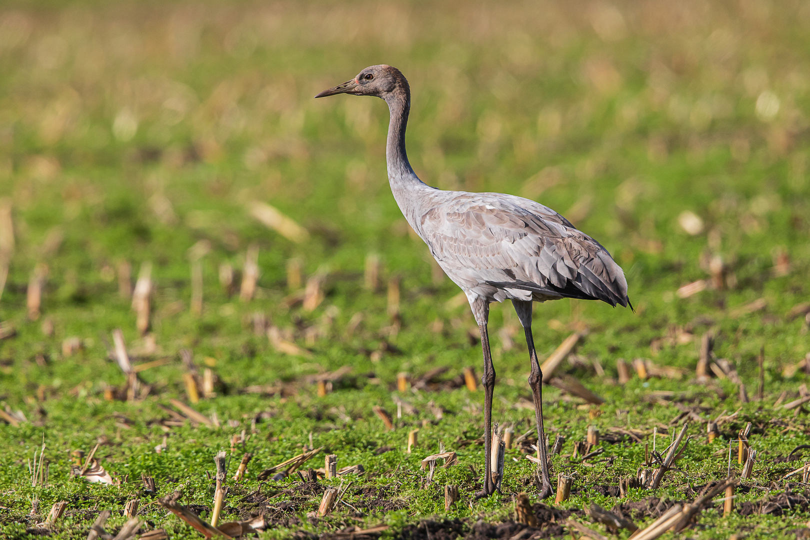 Juveniler Kranich 