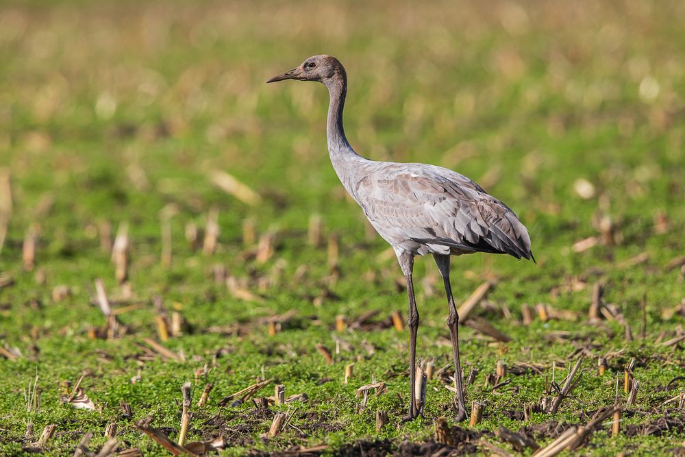 Juveniler Kranich 