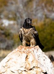 Juveniler Lammergeier