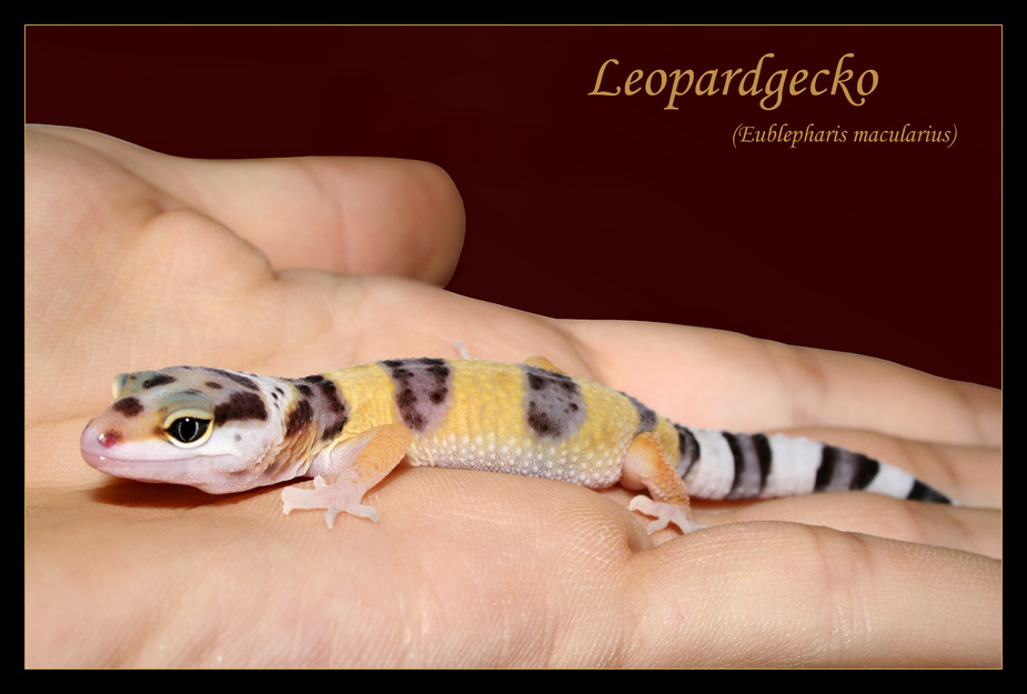 Juveniler Leopardgecko