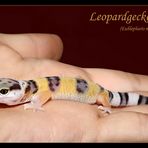 Juveniler Leopardgecko