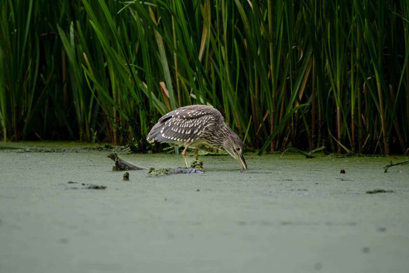 Juveniler Nachtreiher