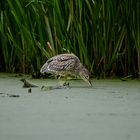 Juveniler Nachtreiher