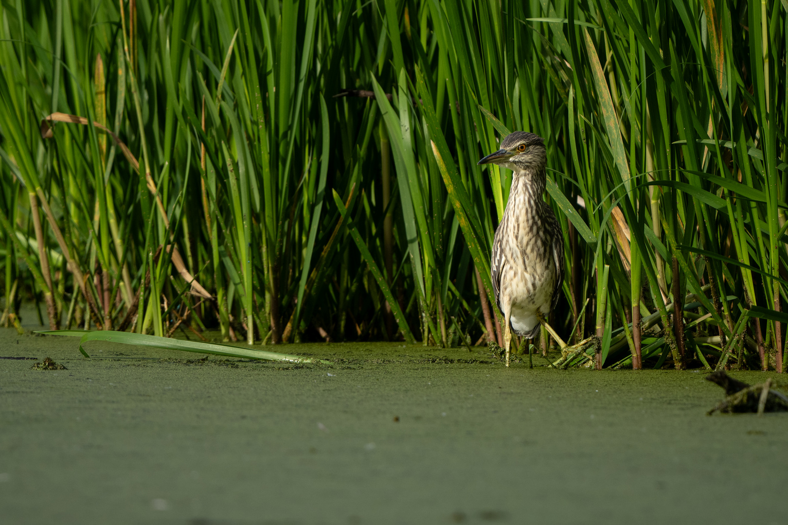 Juveniler Nachtreiher