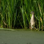 Juveniler Nachtreiher