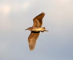 juveniler Nachtreiher