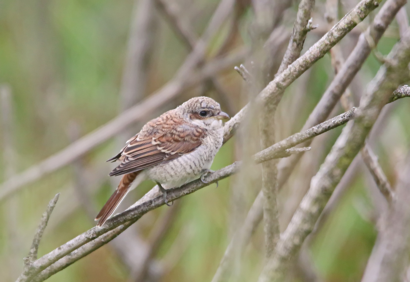 juveniler Neuntöter