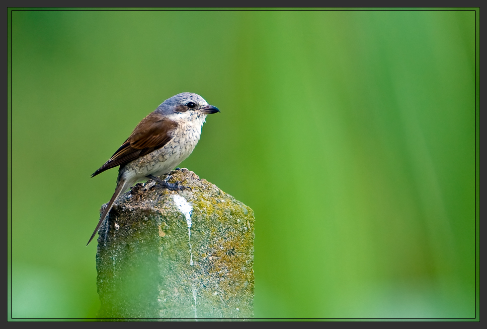 juveniler Neuntöter