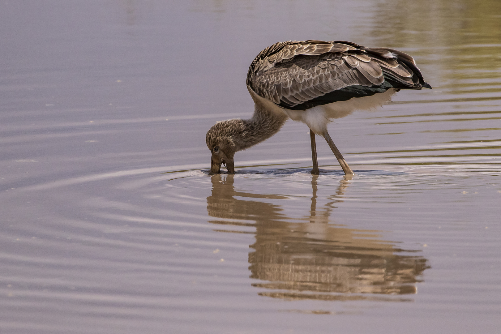 Juveniler Nimmersatt