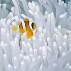 Juveniler Orange-Ringel Anemonenfisch