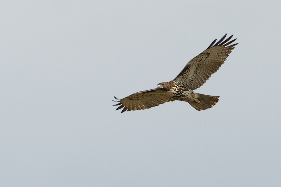 Juveniler Red-tailed Hawk (Buteo jamaicensis)…