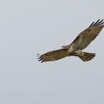 Juveniler Red-tailed Hawk (Buteo jamaicensis)…