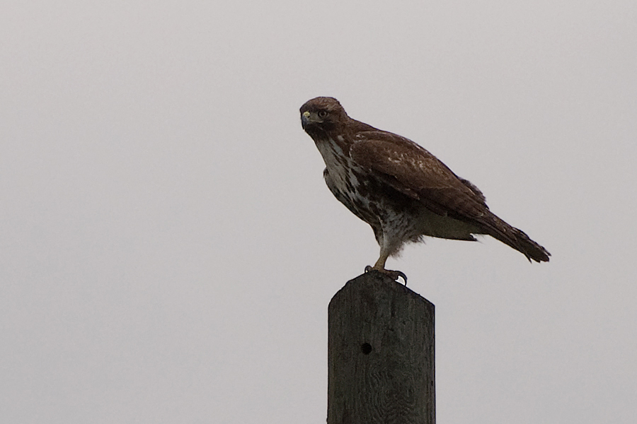 Juveniler Red-tailed Hawk (Buteo jamaicensis)