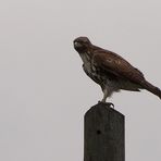 Juveniler Red-tailed Hawk (Buteo jamaicensis)