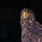 Juveniler Riesenseeadler