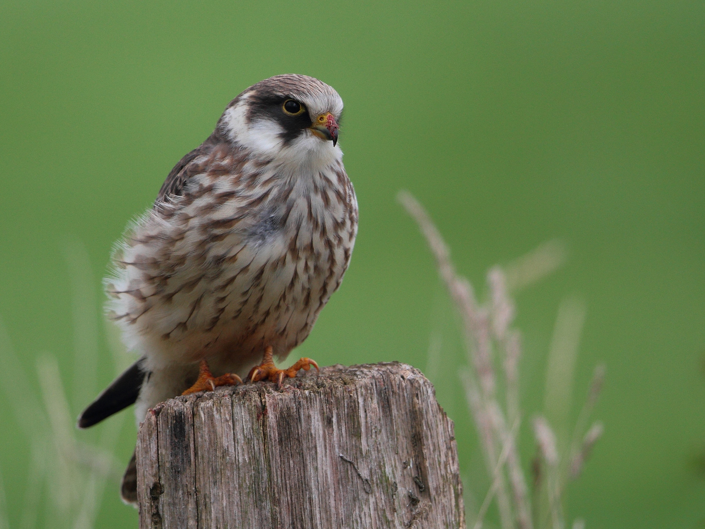 Juveniler Rotfussfalke